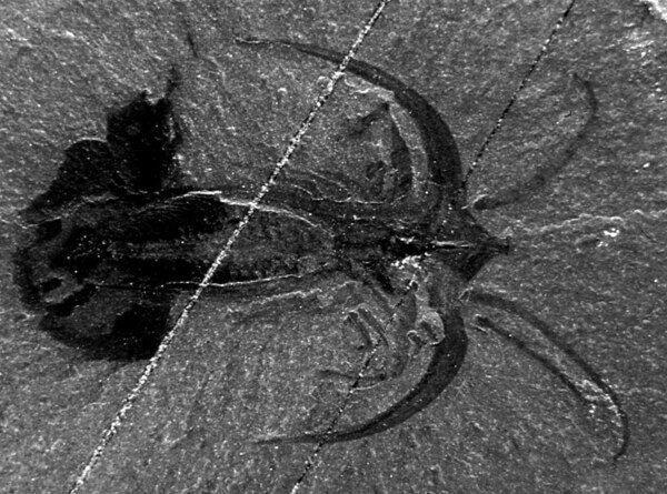 The most common soft-bodied species in the Walcott Quarry Member of the Burgess Shale Formation is an odd, small arthropod called Marrella splendens.  Photo by James St. John